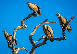 It is similar to the two. Vulture Symbolism Meaning Totem Spirit Omens World Birds