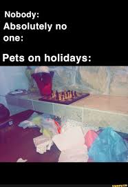 Nobody Absolutely No One Pets On Holidays Ifunny Spooky Memes Memes Funny Memes