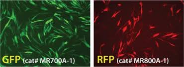 Mrna or dna or spike protein. Mrna Synthesis Services System Biosciences