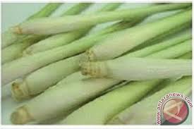 Analisa proses penyulingan minyak atsiri daun serai wangi (citronella). Serai Wangi Penghasil Minyak Atsiri Masa Depan Antara News