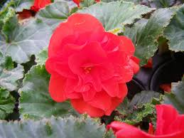 Scarlet Tuberous Begonia Tuberous Begonia Flowers Spring Plants