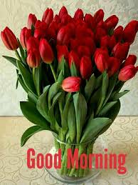 Pin By Rasha A Hamid On Good Morning Tulips Arrangement Tulips Flowers Red Tulips Bouquet