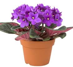 Do you remember the african violet care your grandma gave the plants sitting on her kitchen windowsill? African Violet Calloway S Nursery