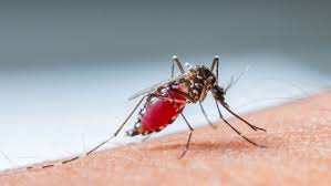 Image result for mosquito bite