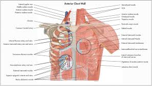 Everything you need to know about the anatomy of the chest muscles in order to have more efficient workouts. Surgical Anatomy Of The Chest Wall Thoracic Key