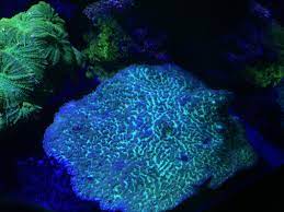 We are open with updated hours. For Sale Corals For Sale