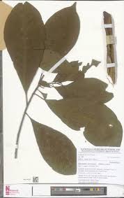 Image result for Petersianthus