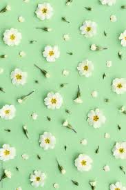 Primrose Background On Green By Ruth Black For Stocksy United Iphone Wallpaper Landscape Flower Phone Wallpaper Colorful Wallpaper