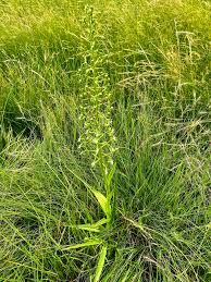 Image result for Habenaria schimperiana