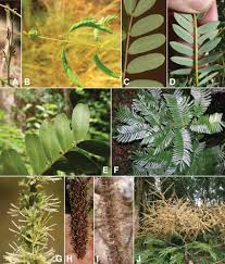 Image result for Entada stuhlmannii