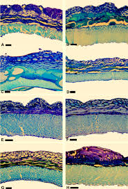 Image result for Indigofera gairdnerae