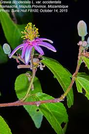 Image result for Malvaceae subfamily Grewioideae