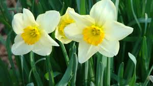 Il narciso ha fiori vistosi con sei tepali simili a petali sormontati da una corona a forma di coppa o tromba. Narciso Miti Storia E Linguaggio Dei Fiori Il Giardino Del Tempo