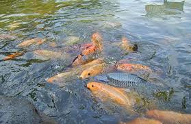 Kabupaten Lebong Emas Bagian 4 Mengembalikan Lebong Sebagai Danau Ikan Kopicurup Id