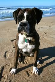 Pets are wonderful support (paws) provides free comprehensive support services for pets of seniors and individuals living with disability or illness. Marina Pet Hospital 358 Reservation Rd Marina Ca Veterinarians Mapquest