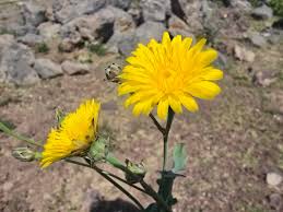 Image result for Taraxacum sp.