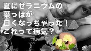 夏に ゼラニウムの葉っぱが白くなっちゃった これって病気 Youtube