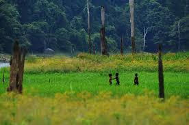 Di sini anda dapat menikmati keindahan alam semulajadi spesies flora dan fauna yang jarang anda temui. Resort In Malaysia Perak Belum Rainforest Resort
