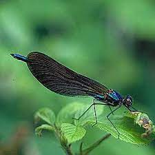 Como la mayoría de los insectos, además de sus los caballito del diablo son de hasta 45 mm de tamaño, de color azul metálico, con los tres últimos segmentos abdominales de color rosa claro en la parte ventral en el macho, pero de color verde brillante en el caso de la hembra… Calopteryx Virgo Ecured