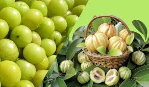 Resultado de imagem para GarcÃ­nia Cambogia