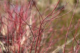 Bailey redosier dogwood is a natural variety that has some hair under the leaves and on twigs and that does not ground sucker like the regular species. Red Twig Dogwood Plant Care Growing Guide