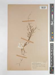 Image result for Panicum hymeniochilum