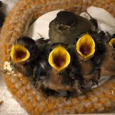 *knit until last stitch, knit 2 in last stitch*, repeat 6 times until 10 sts in each section, total 60 stitches. Hand Knitted Baby Bird Nests Needed For Local Rescue Group