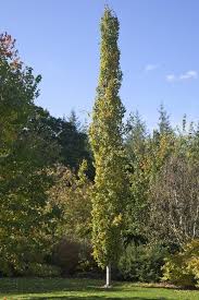 Die Schonsten Saulenbaume Fur Jede Gartengrosse Baum Vorgarten Vorgarten Pflanzen Garten Und Outdoor