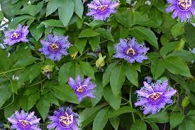 Beautiful flower, bunch of blue cape plumbago or cape leadwort flowers with green leaves for garden decoration. How To Fertilize Passionflower Vines Gardener S Path
