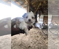 Shih tzus originate from honorable backgrounds in china, where they were bred as palace pets. View Ad Morkie Shih Tzu Mix Puppy For Sale Near Wisconsin Melrose Usa Adn 203440