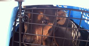 See 476 traveler reviews, 75 candid photos, and great deals for red roof inn akron, ranked #2 of 12 hotels in akron and rated 4 of 5 at tripadvisor. Ohio Police Rescue Caged Puppies Strapped To Van Roof