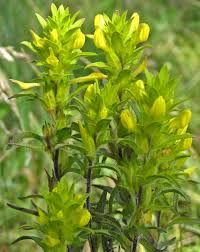 Image result for Orthochilus aurantiacus