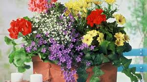 Geranien pflanzen geranien überwintern pflanzen rosen pflanzen gartenpflanzen garten gestalten diy gartenprojekte. Pflanzen Richtig Kombinieren B Z Berlin