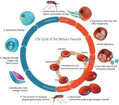 Life Cycle Of Malaria Parasite Malaria Transmission Occurs Through A Download Scientific Diagram