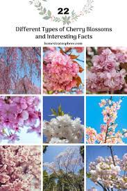 Blossom tree graphical models combine the ideas behind trees and gaussian graphical models to the result is a factorization with respect to the union of the tree branches and blossoms, defining a. Pin On Flowers