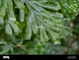 Image result for Hymenophyllaceae