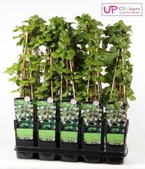 Aktuelle kletterhortensie angebote der woche. Kletterhortensie Hydrangea Petiolaris Kaufland De