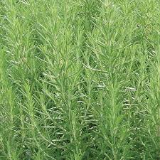 Image result for Rosmarinus officinalis