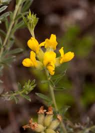 Image result for Pearsonia aristata