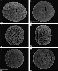 Image result for Pentas schumanniana