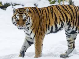 Which Tiger Species Are You Tiger Species Tiger Walking Amur Tiger