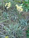 Image result for Helichrysum nitens