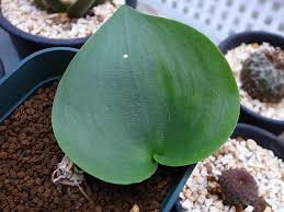 Image result for Eriospermum porphyrium