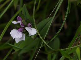 Image result for Brachycorythis