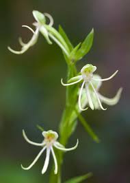 Image result for Habenaria schimperiana