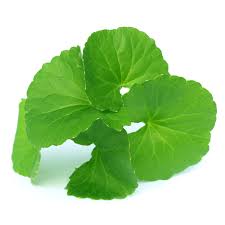 Image result for Centella asiatica