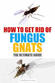 Discover 11 amazing home remedies for getting rid of gnats and fruit flies. 13 Creative Ways To Get Rid Of Fungus Gnats Fungus Gnats Natural Pest Control Garden Pest Control