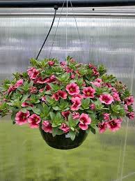 Image result for foto Million Bells