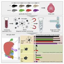 Product titleeisco labs animal cell model on stand; Natural Genetic Variation Determines Microglia Heterogeneity In Wild Derived Mouse Models Of Alzheimer S Disease Sciencedirect