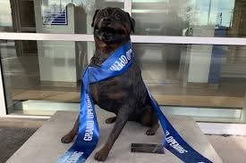 4500 n central expressway, dallas, tx 75206. Animal Hospital Construction Portfolio